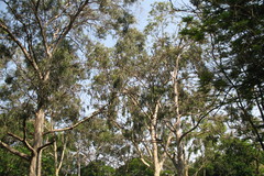 Eucalyptus tereticornis